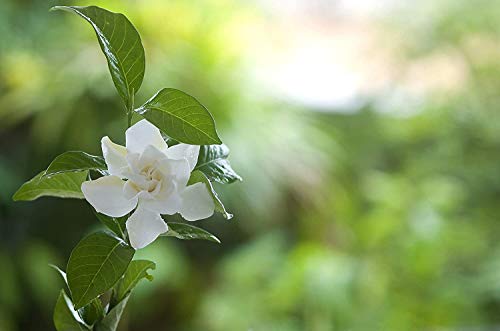 Gardenia Fertilizers | Rubiaceae Flower Food | Bloom Fertilizer for Flowering Shrubs | Shrub Fertilizer or Flowering Plant Food for Flower Pot | Potting Soil Flower Fertilizer by Aquatic Arts