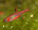 6 Pack - Chili Brigittae Rasbora Live Freshwater Aquarium Fish