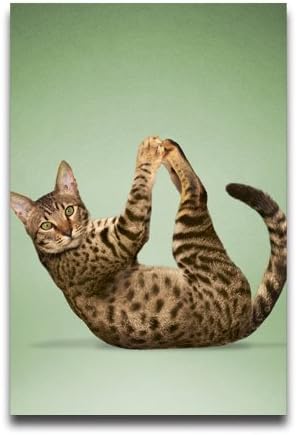Cats Doing Yoga Animal Wall Paper Sports Wall Paper Anime Wall Paper