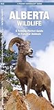 Alberta Wildlife: A Folding Pocket Guide to Familiar Animals (Wildlife and Nature Identification)