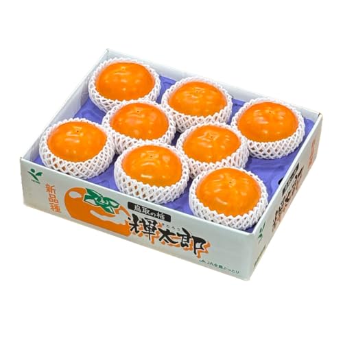 ` PY 낤 G 7ʁ`12 3kg 挧Y  JL Mtg 