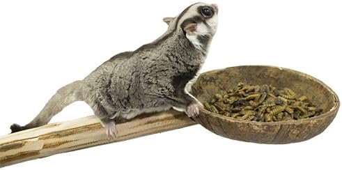 Coconut Cup with Perch - Natural Wooden Mounted Food & Treat Bowl Cage Accessory Climbing Perch - Sugar Gliders, Parrots, Marmosets,…