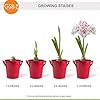 Garden State Bulb Galaxy Nymph Double Amaryllis Bulb Gift Kit, 26/28cm (Red Planter) #5