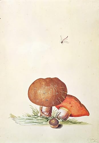 Affiche toile Cep avec Demoiselle Libellule Georg Dionysius Ehret décoration murale 60x90
