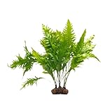 SubstrateSource Microsorum Pteropus 