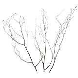 Artisanat délicat : chaque paquet contient des bâtonnets décoratifs en bois de bouleau pour vase, soigneusement sélectionnés et travaillés pour garantir une beauté visuelle, une structure solide et une satisfaction . tiges et brindilles de bouleau pour loisirs créatifs