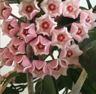 Amazon 18 100個美しい21種類の色利用可能なまれなボール蘭の花の種多年生の庭の植物hoya Carnosa花の種 花