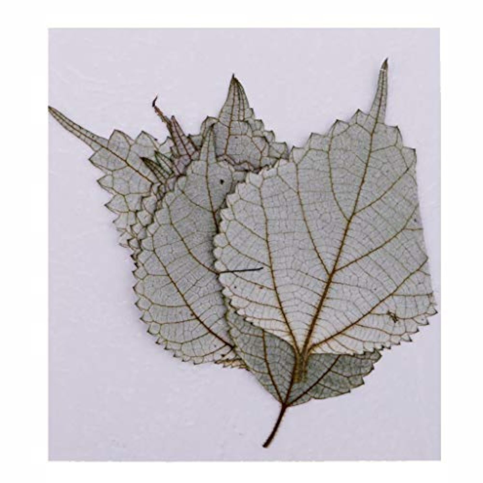 Dried Pressed Flowers for Crafts