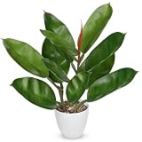 GnFlus Fake Plant Artificial Rubber Tree in White Pot Decor for Home Indoor Tabletop Centerpieces Living Room Bedroom Decoration