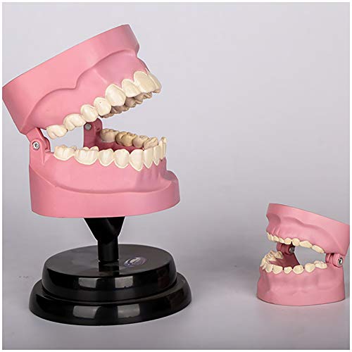 Modèle D'Anatomie Dentaire pour L'Étude des Dents - Modèle De Dent Dentaire - Kit Pédagogique De Biologie Dentaire - Modèle De Stomatologie pour Enfants Et Étud
