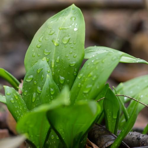 semillas de ajo silvestre en resistentes de ajo silvestre resistentes cobertura del suelo medicinales, orgánicas, 300pcs