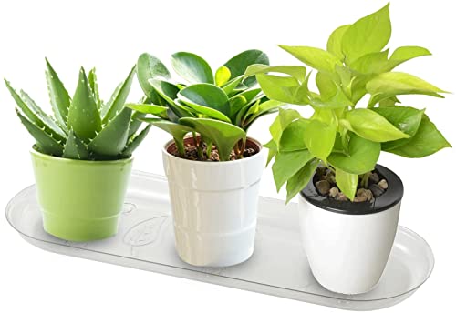 Little Bear Peak Windowsill Plant Tray Saucers (2-Pack) - Clear Plastic Heavy Duty Plant Trays for Small Window Pots | Saucers for Window Sill Shelves | Indoor & Outdoor Use | 12.5  x 2.5  x 1 