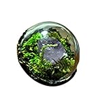  Anillo de cristal crudo, anillo de cristal vintage, anillo de terrario, anillo de cristal, terrario en miniatura, anillo de bosque, punta de cristal, cuarzo blanco