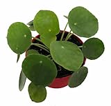 Extra Large Chinese Money Plant - Pass It On Plant - Pilea peperomioides -4