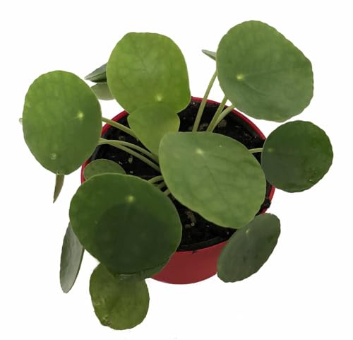 Hirt's Gardens Chinese Money Plant - Pilea peperomioides - 4' Pot