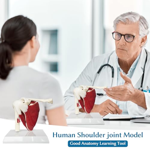 Image of SFXYJ Shoulder Joint Muscled Model, 1:1 Life Size Human Body Right Shoulder Scapula Anatomy Model Joint Bone Ligaments with Removable PVC Base Product Manual for Medical Study Educational Training