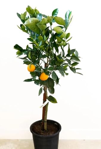 Naranjo Natural Frutal Perfecto para el Huerto y el Cultivo de Naranjas