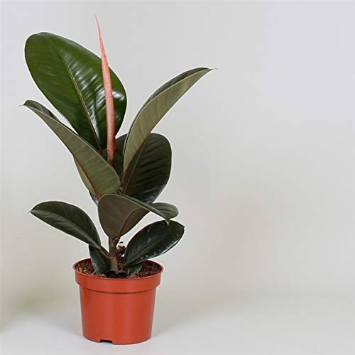 Rubber Plant (Fiscus Elastica Robusta) in a 12cm Pot and Approx 4ocm Tall by Patricia May