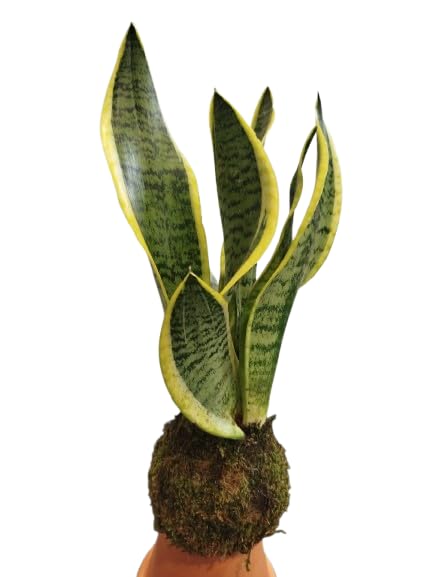 Sansevieria Laurentii en Kokedama – Planta Natural de Interior de Bajo Mantenimiento – DECOALIVE