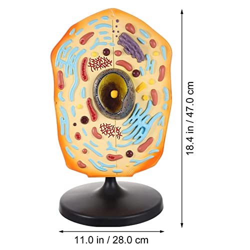 Modèle d'anatomie de cellules animales en bon matériau durable - 5