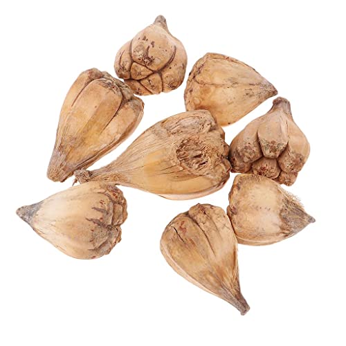 8 flores secas de fruta Mano de Buda para decoración miniatura 2