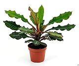 POWERS TO FLOWERS - EUPHORBIA LEUCONEURA vaso17, pianta...