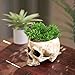 READAEER Skull Planter with Drain Hole, Resin Skull Shaped Flower Pot Candy Bowl, Gothic Decoration for Home Office Desk- White
