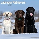 labradorite prezzo  Labrador Retrievers (Chocolate, Black, Yellow, Fox Red) 2026 Calendar  Square Wall Calendar  Dog Breed Gift  Plastic Free Packaging  by Avonside Publishing