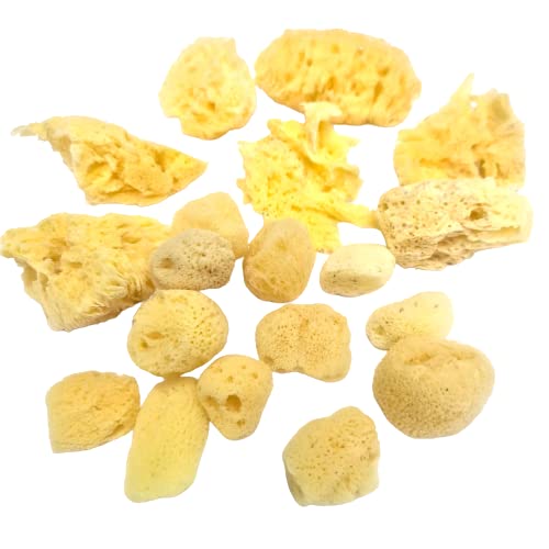 Home Supplies Direct Yellow Natural Sea Sponges Assorted Sizes – 20 Pack Value Set For Artists & Crafters | Painting, Faux Finishes, Pottery, Ceramics, Clay, Texturing & Sponge Painting (Pack Of 20)