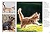 Cats: A Celebration of our Feline Friends (Mini Encyclopedias)