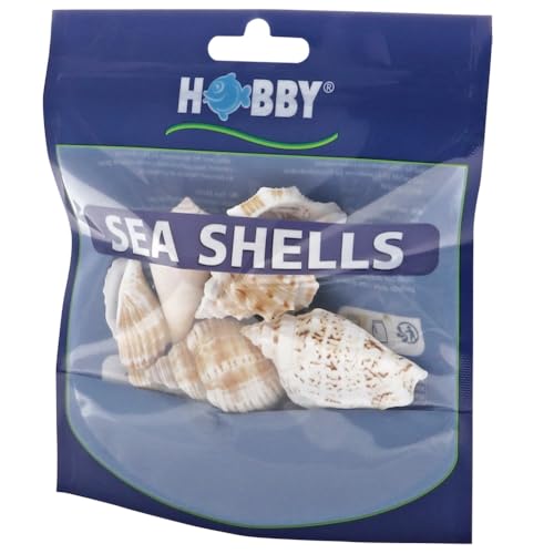 Hobby, Set di Conchiglie di Mare