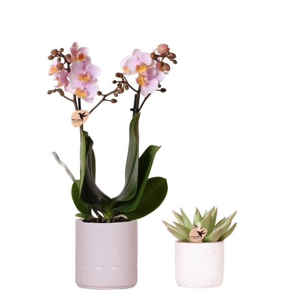 Juego de plantas de orquídea de Portugal y plantas suculentas, incluye macetas de cerámica, color rosa pastel