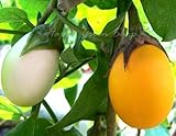 Temporada: anual Semillas Frescas - Vegetales - Berenjena - Huevos de Oro - 20 Semillas - Blanco a Amarillo - Solanum m.