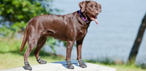 Canine Equipment Ultimate Trail Dog Boots, Small, Black #TOP4