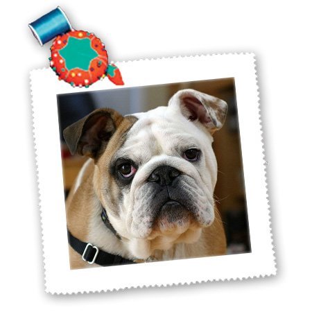 3dRose American Bulldog Quilt Square - 12x12 Inch Polyester Fabric Panel