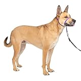 PetSafe Gentle Leader Headcollar No-Pull Dog Collar - Helps Improve Walks - Durable Nylon Construction - Padded Nose Loop - Adjustable Fit - Comfort Walking Halter - Medium, Deep Purple