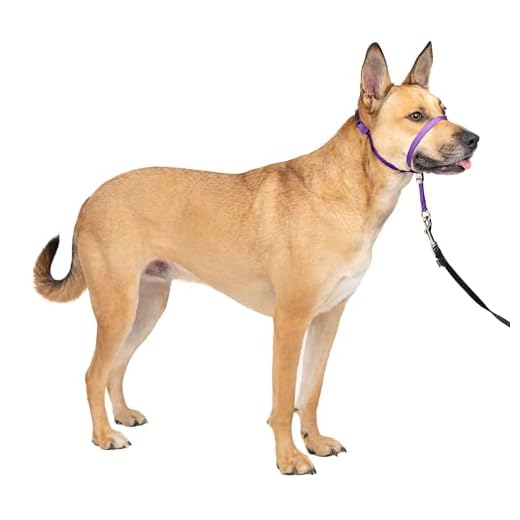 PetSafe Gentle Leader Headcollar No-Pull Dog Collar - Helps Improve Walks - Durable Nylon Construction - Padded Nose Loop - Adjustable Fit - Comfort Walking Halter - Medium, Deep Purple