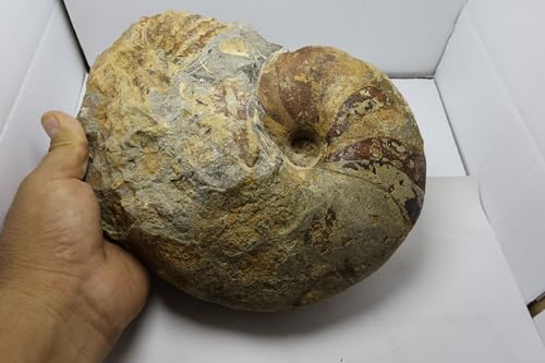 Image of Rare Ammonite Nautilus Ammonite Fossil Fossil from Morocco Fossils Ammonites Fossil Rock A295