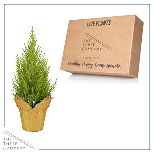 Live Fragrant Lemon Cypress Tree In Deco Cover - Beautiful Decor, 12" Tall By 5" Wide #TOP4