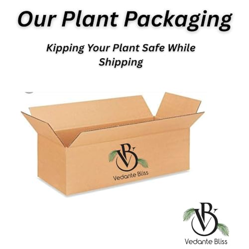 Image of Vedante Bliss Live Lemon Plant Hybrid All Seasons || Sour lemon plant || Pack of 1 Healthy Plant For Outdoor Garden With Black Pot
