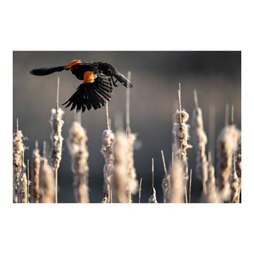 Image of Nikon NIKKOR Z 400Mm F /4.5 VR S Telephoto Lens, Black