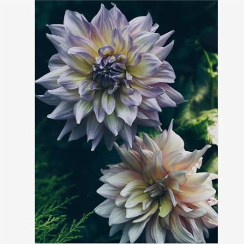 Dalia bulbi,bulbi di dalia gigante,Bulbi Da fiore resistenti,Splendide piante ornamentali per giardini e vasi,Zinnia Pianta(Senza Semi, non artificiali,resistenti)-2bulbi-O