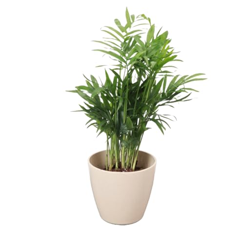 Thorsens Greenhouse Parlor Palm Plant Live Indoor Plant Neanthe Bella Palm Natural Air Purifier Easy to Grow Pet Safe Plant 4-inch Diameter Pot (Natural)