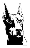 (Set of 3) Doberman Head Decal Sticker - Sticker Graphic - Auto, Wall, Laptop, Cell, Truck Sticker for Windows, Cars, Trucks