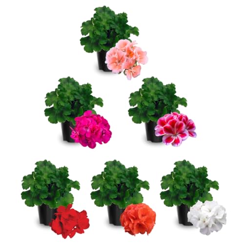 2 Geranium Live Plants 4-8 Inches Vibrant Flowering Garden Plants Hardy Perennial Geranium for Garden Planting (Assorted Blooms)