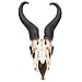 African Springbok Antelope Skull Replica - Life Sized, Authentic Anatomical Details - Cold Cast Polyresin - Large Horns - Home Decor, Collectible, Teaching Tool - 16 15/16" H x 8" W x 5 9/10" D
