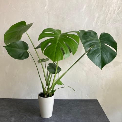 観葉植物 デリシオーサ モンステラ」の人気商品一覧 | 安い商品を通販