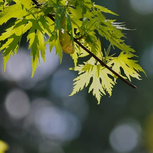 Chuxay Garden 20 Seeds Acer Saccharinum,Silver Maple,Water Maple,Swamp Maple,White Maple Common Fast-Growing Deciduous Tree Great For Garden And Street #TOP2