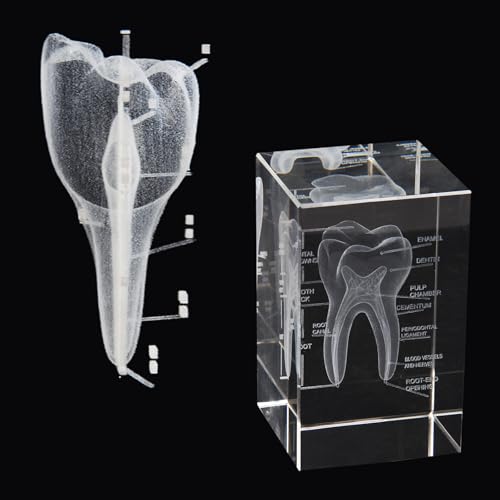 Image of 3D Human Crystal Tooth Model SingleTooth Analysis ModelMedical Dental Education Tool for Educational Science Office Decor Dentists Gifts