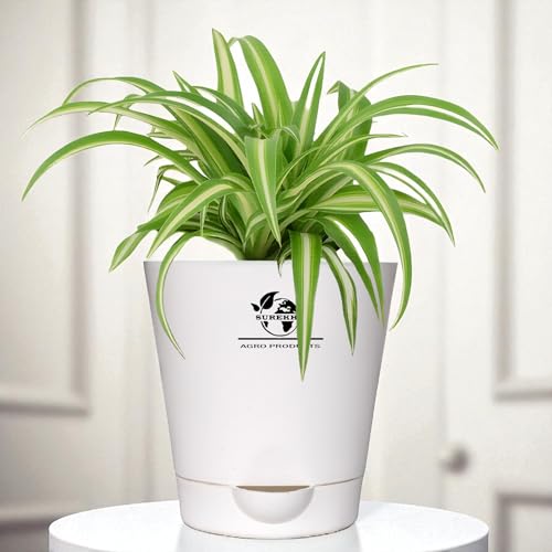 Surekha Live Spider Plant (Chlorophytum) – Indoor Air-Purifying P...